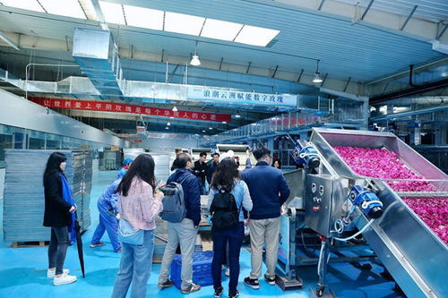 浪潮云洲 系牢数字党建结,遍铺平阴玫瑰香